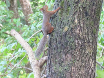 Sat, 10/8/2022 Birding report at ひるがの高原(蛭ヶ野高原)