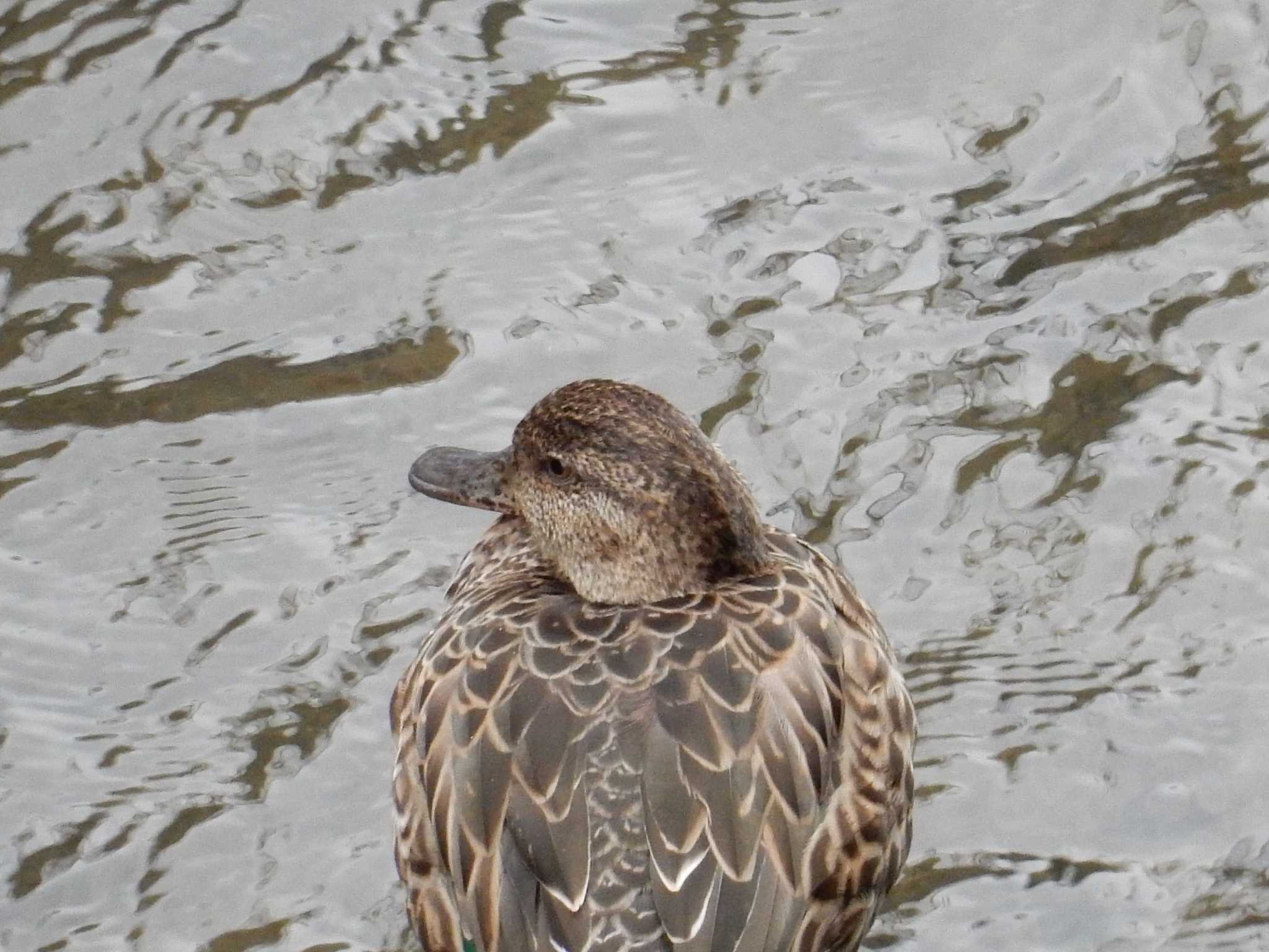 Photo of Eurasian Teal at 妙正寺川 by morinokotori