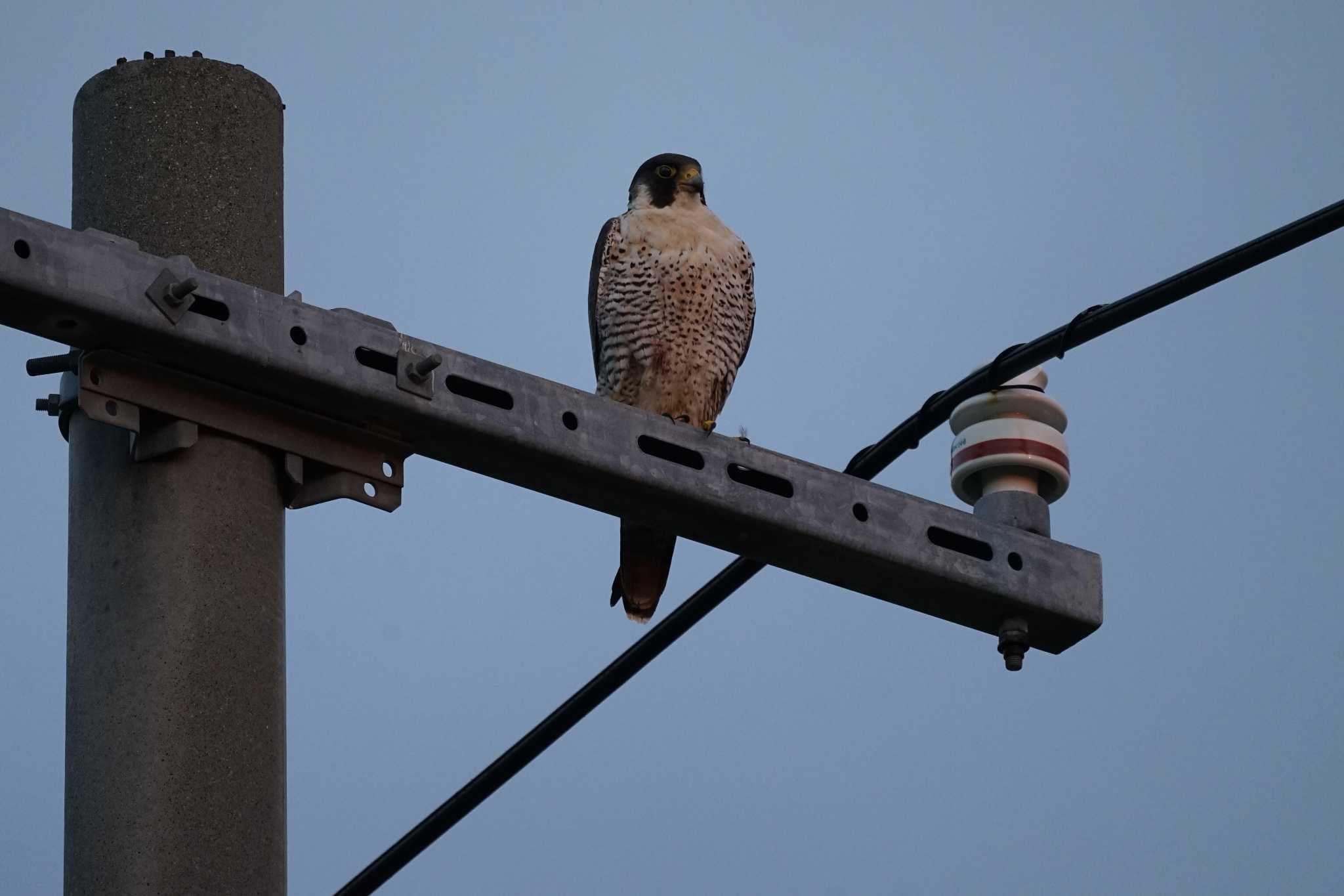 Photo of Peregrine Falcon at 潟ノ内(島根県松江市) by ひらも