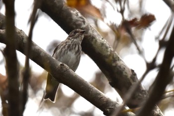 Grey-streaked Flycatcher Mizumoto Park Sun, 10/9/2022