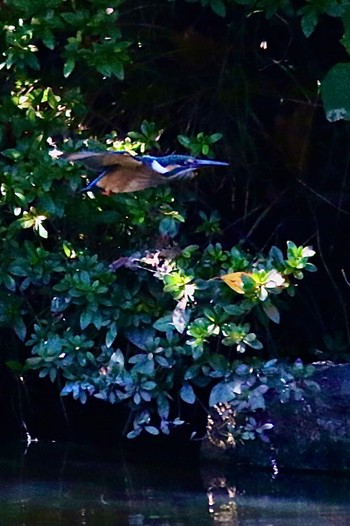 Common Kingfisher 周南緑地公園(山口県周南市) Fri, 10/14/2022