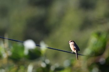 Bull-headed Shrike 香川県 Fri, 10/14/2022