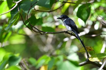 Ryukyu Minivet 香川県 Fri, 10/14/2022