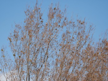 カワラヒワ 淀川河口 2018年2月12日(月)