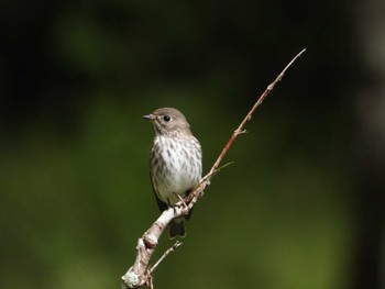 Grey-streaked Flycatcher 御胎内清宏園 Sat, 10/8/2022