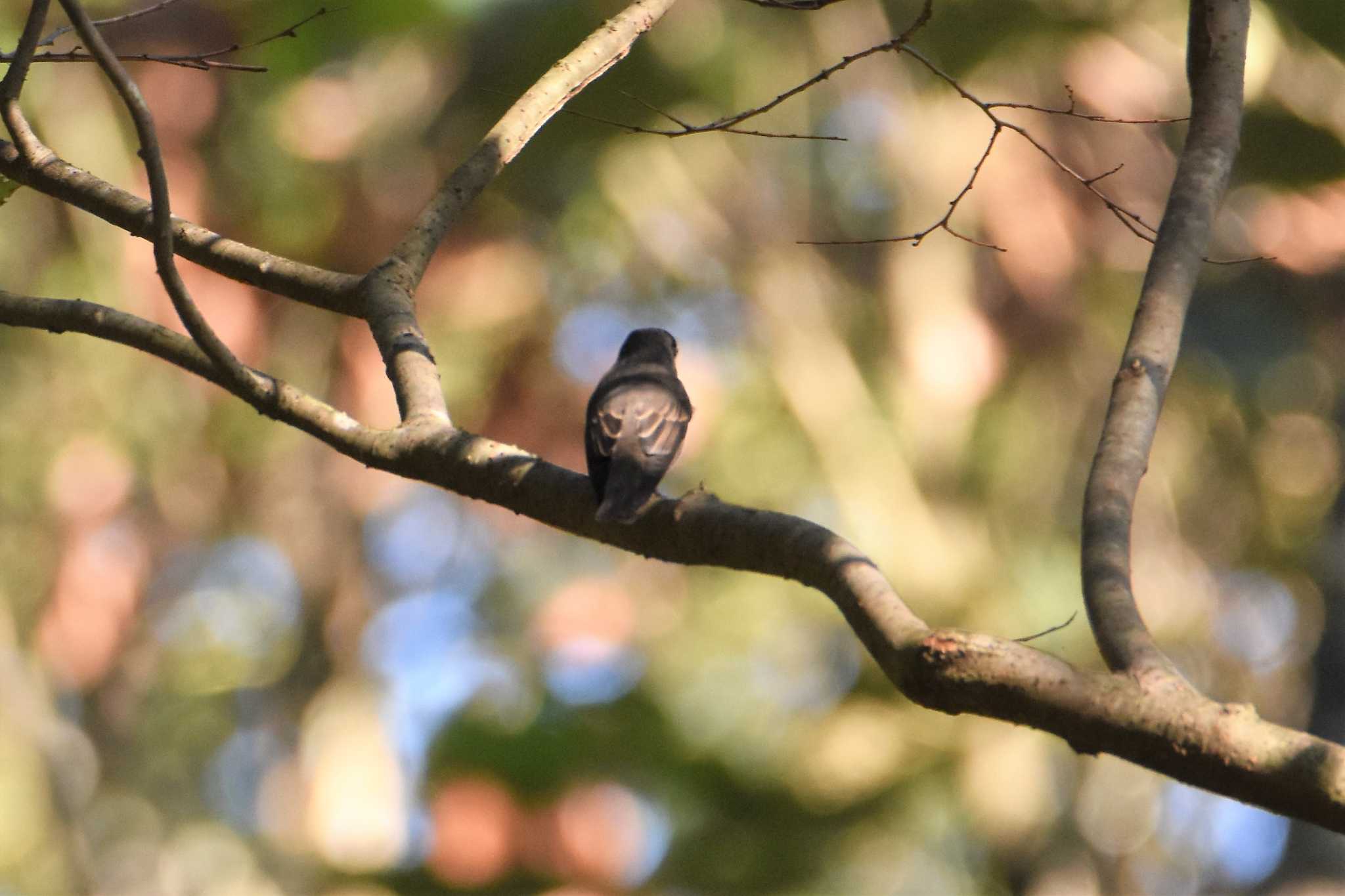 立田山 サメビタキの写真 by こうきとさき