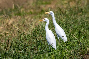 Eastern Cattle Egret 神戸市西区岩岡町 Mon, 9/26/2022