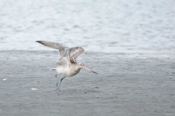 2022年10月9日(日) ふなばし三番瀬海浜公園の野鳥観察記録