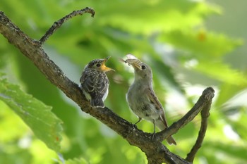 Asian Brown Flycatcher 北海道美瑛町 Thu, 8/11/2022