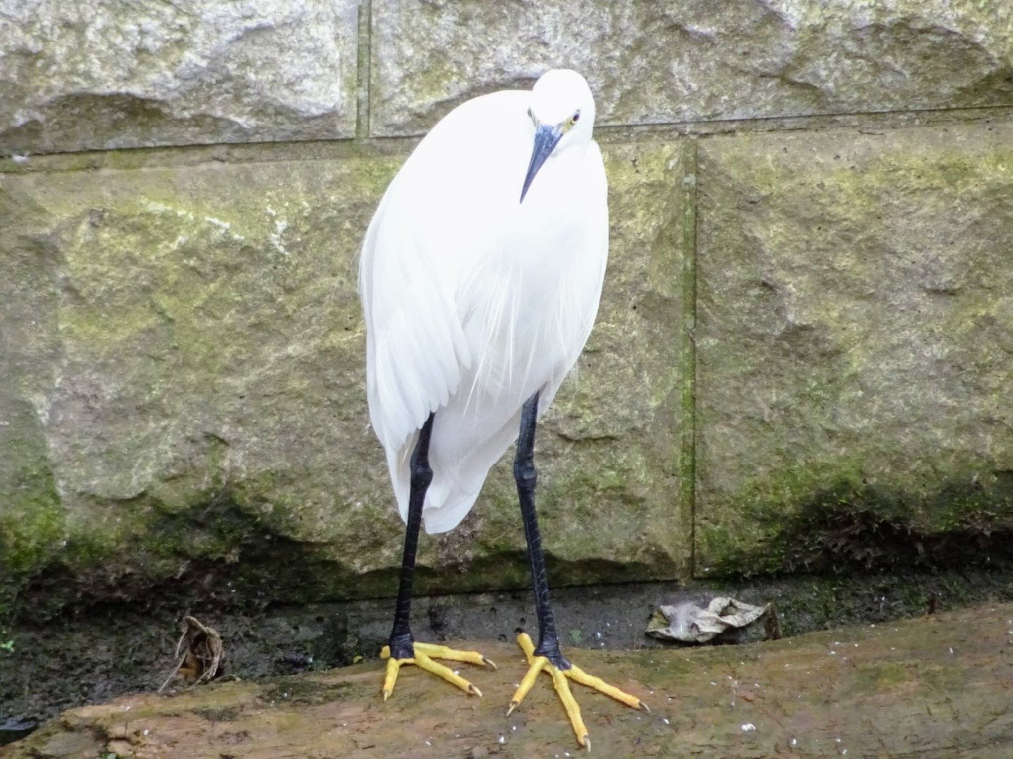 石神井川 コサギの写真 by カラスウリ