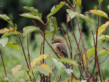 Bull-headed Shrike 蟹ヶ谷公園 Fri, 10/14/2022