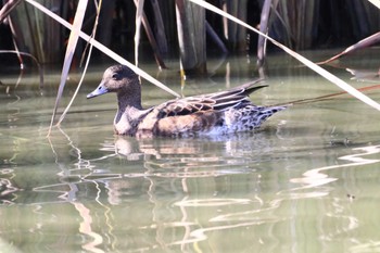 Eurasian Wigeon 堺市内 Sat, 10/15/2022