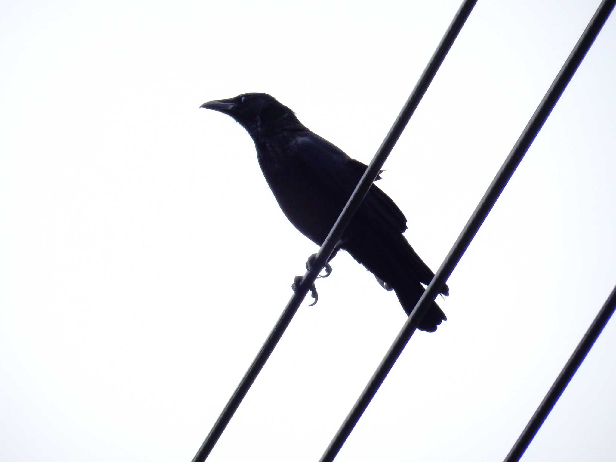 Photo of Carrion Crow at 平和の森公園、妙正寺川 by morinokotori