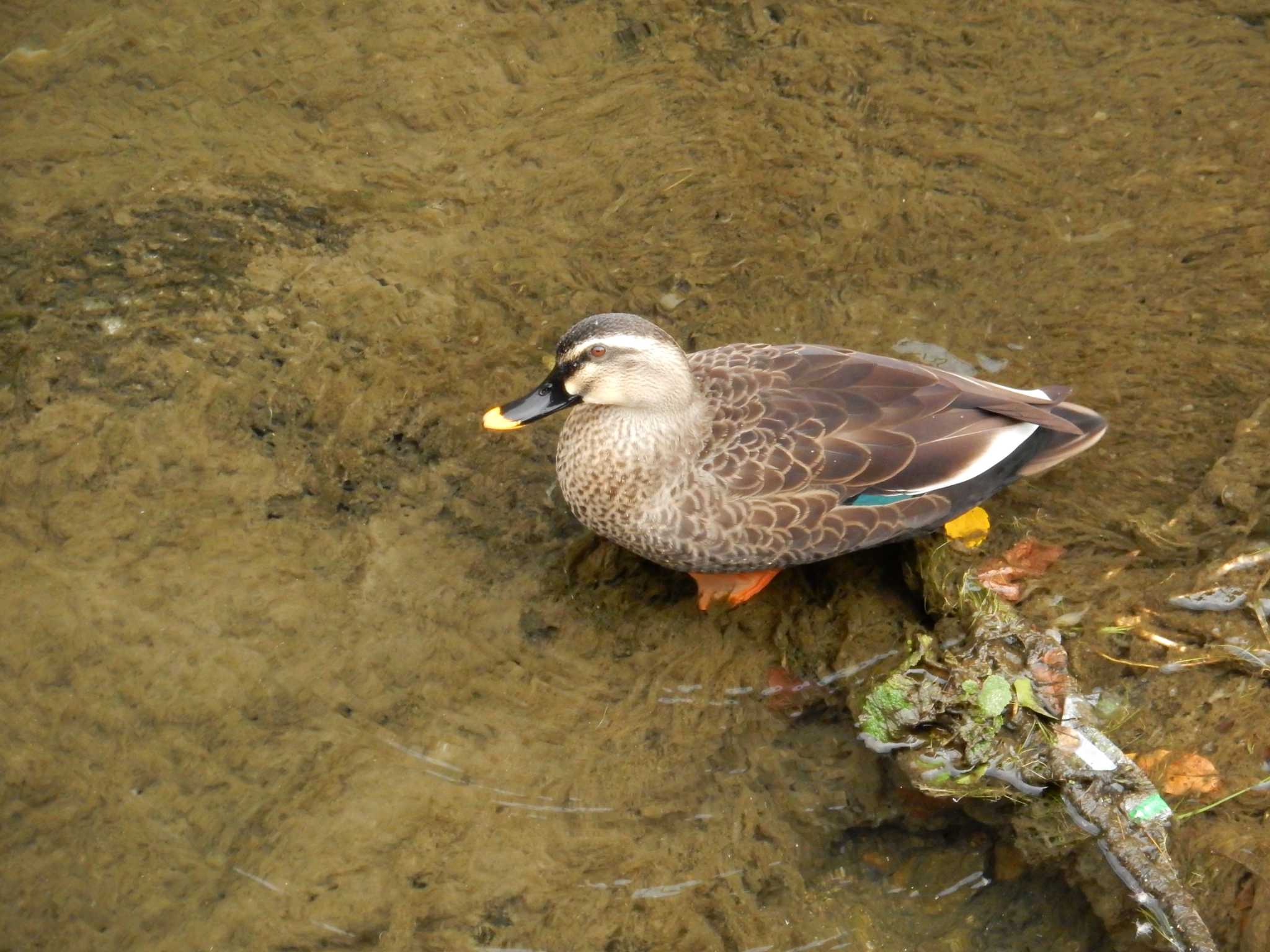 Photo of Eastern Spot-billed Duck at 平和の森公園、妙正寺川 by morinokotori