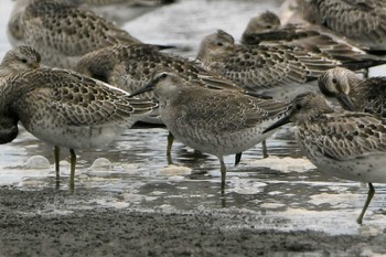 コオバシギ ふなばし三番瀬海浜公園 2021年9月5日(日)