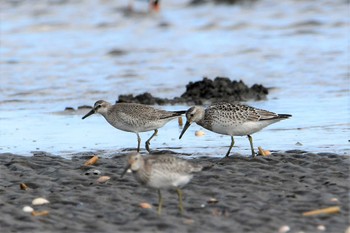 Red Knot Sambanze Tideland Tue, 9/7/2021