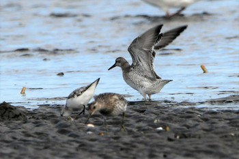 コオバシギ ふなばし三番瀬海浜公園 2021年9月7日(火)