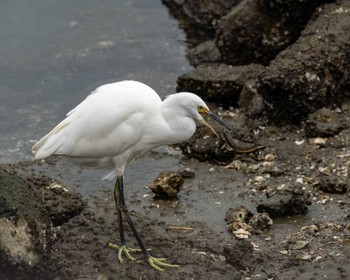 Little Egret Tokyo Port Wild Bird Park Fri, 10/14/2022