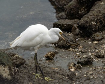 コサギ 東京港野鳥公園 2022年10月14日(金)