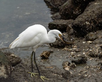 コサギ 東京港野鳥公園 2022年10月14日(金)