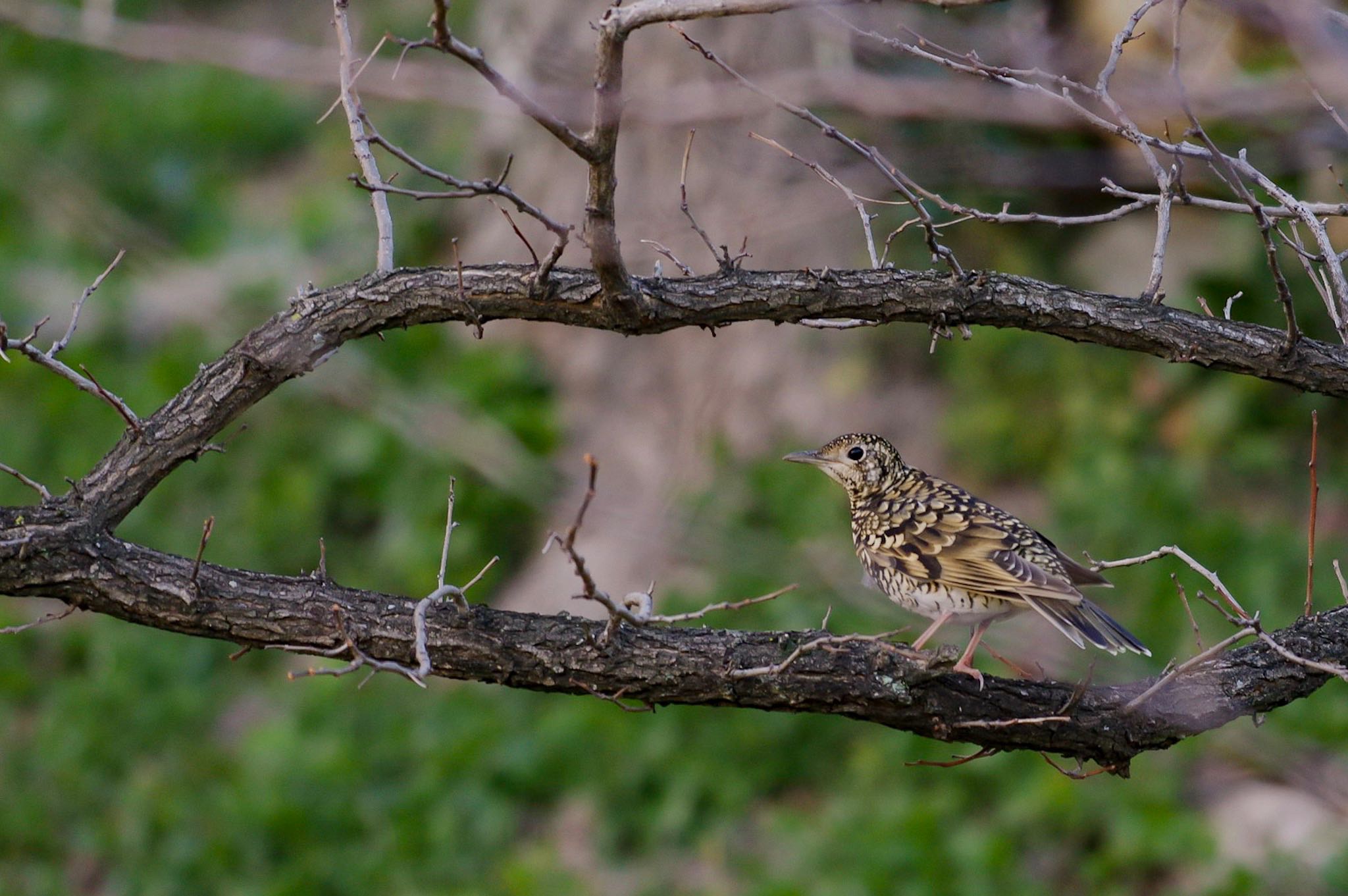 Photo of White's Thrush at 兵庫県宝塚市 by アール・ケー