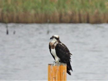 2022年10月15日(土) 谷津干潟の野鳥観察記録