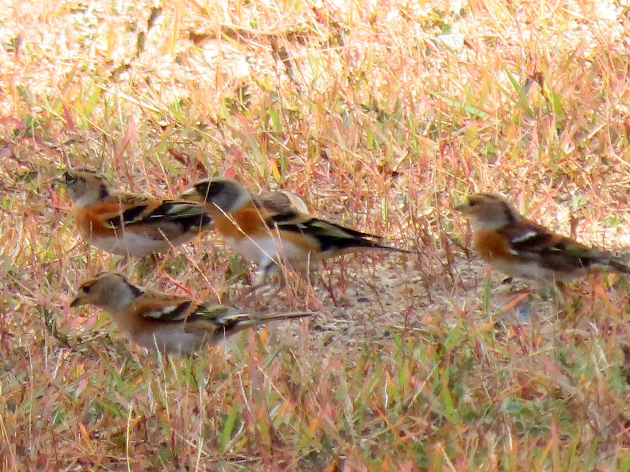 Photo of Brambling at 庭田山頂公園 by OHモリ