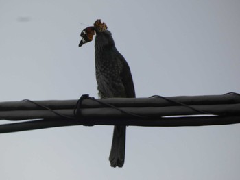 2022年10月8日(土) 多摩川トライアングルの野鳥観察記録