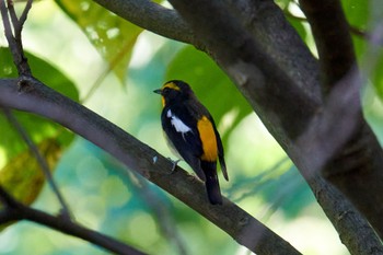 2022年10月15日(土) 近所の公園の野鳥観察記録