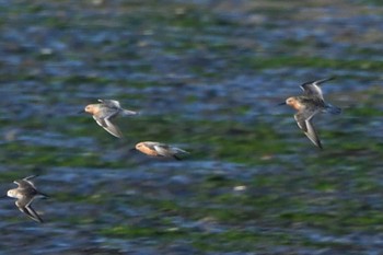 Red Knot Yatsu-higata Fri, 4/22/2022