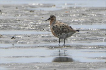 Red Knot Sambanze Tideland Sun, 5/8/2022