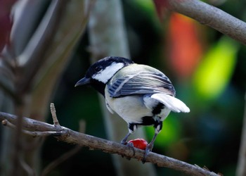 Japanese Tit 宗像市 Sat, 10/15/2022