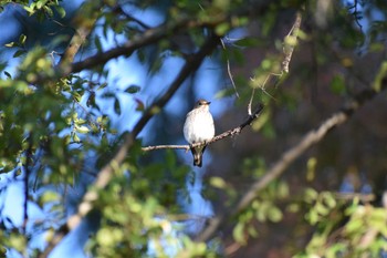 Grey-streaked Flycatcher 久宝寺緑地公園 Sat, 10/15/2022