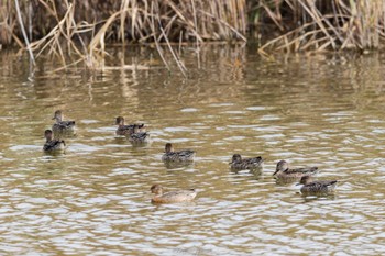 Eurasian Teal Kasai Rinkai Park Mon, 10/3/2022