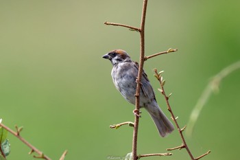 Eurasian Tree Sparrow Kasai Rinkai Park Mon, 10/3/2022