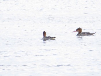 ウミアイサ 春国岱原生野鳥公園(根室) 2022年10月15日(土)