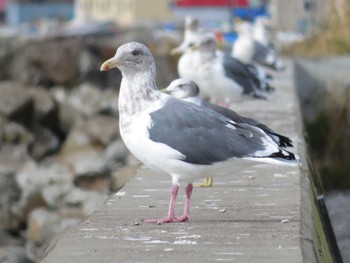 オオセグロカモメ 春国岱原生野鳥公園(根室) 2022年10月15日(土)