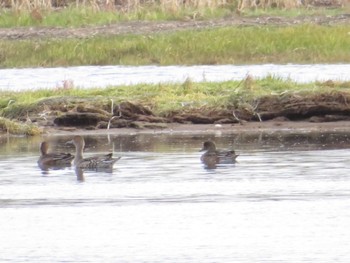 未同定 春国岱原生野鳥公園(根室) 2022年10月15日(土)