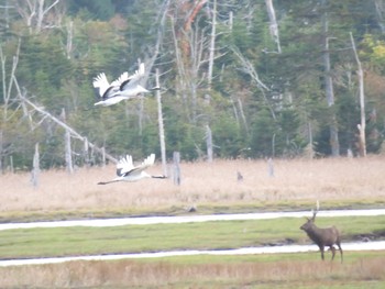 タンチョウ 春国岱原生野鳥公園(根室) 2022年10月15日(土)