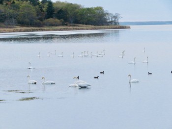 オオハクチョウ 春国岱原生野鳥公園(根室) 2022年10月15日(土)