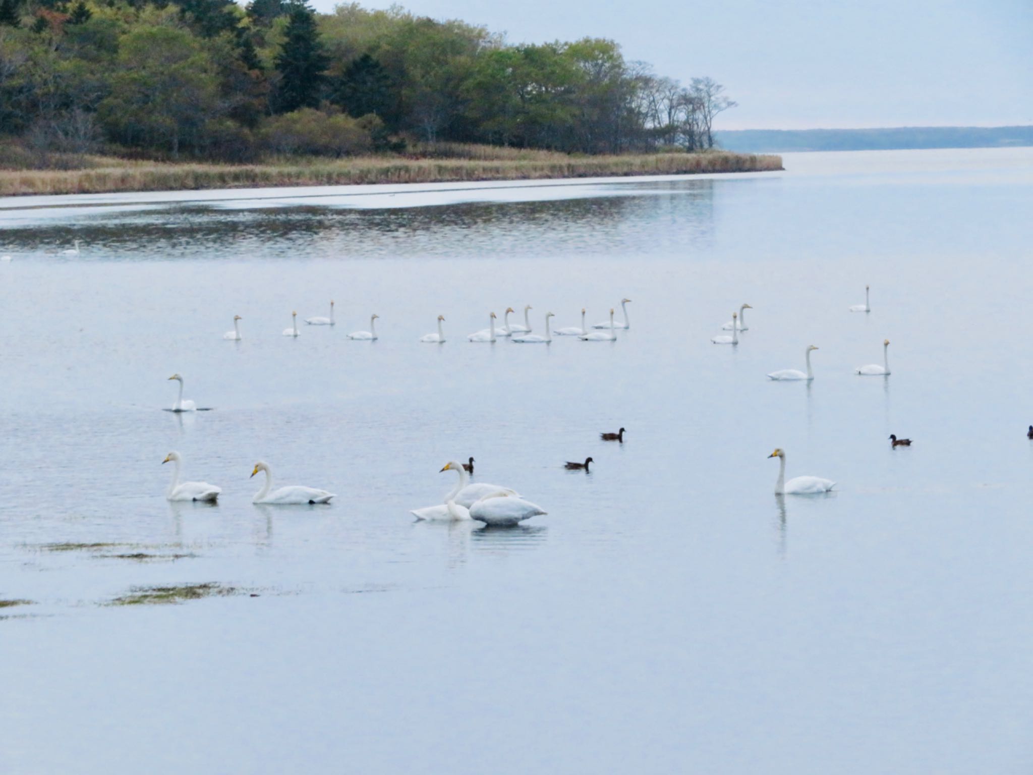 春国岱原生野鳥公園(根室) オオハクチョウの写真 by ユウ@道民