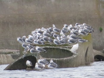 ダイサギ 春国岱原生野鳥公園(根室) 2022年10月15日(土)