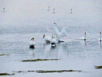 オオハクチョウ 春国岱原生野鳥公園(根室) 2022年10月15日(土)