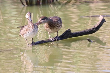 Eurasian Teal 堺市内 Sat, 10/15/2022