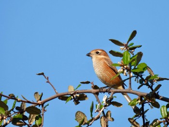 Bull-headed Shrike 平磯緑地公園 Sat, 10/15/2022