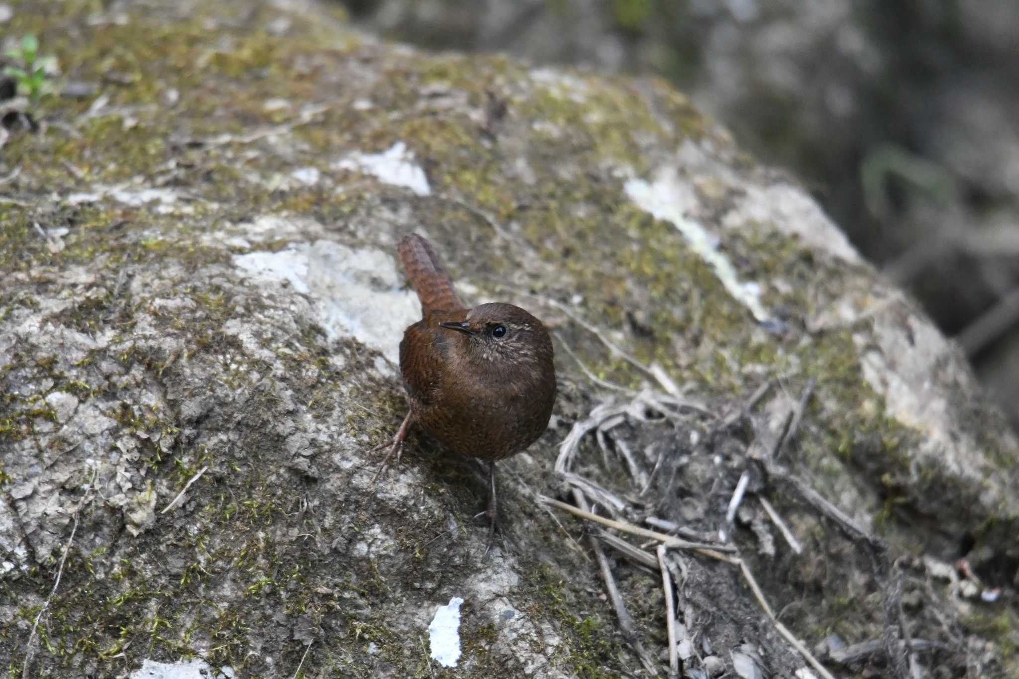 Photo of Eurasian Wren at Higashitakane Forest park by あひる