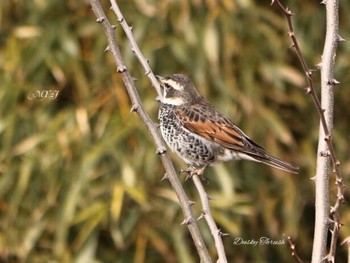 Dusky Thrush Unknown Spots Wed, 2/22/2017