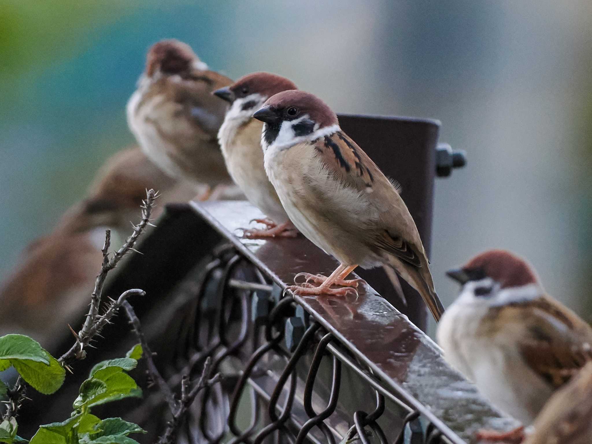 福井ふたば公園(札幌市西区) スズメの写真 by 98_Ark (98ｱｰｸ)