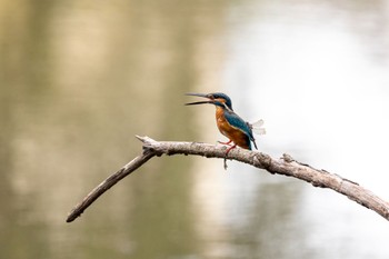 Common Kingfisher 横浜市 Sat, 9/17/2022