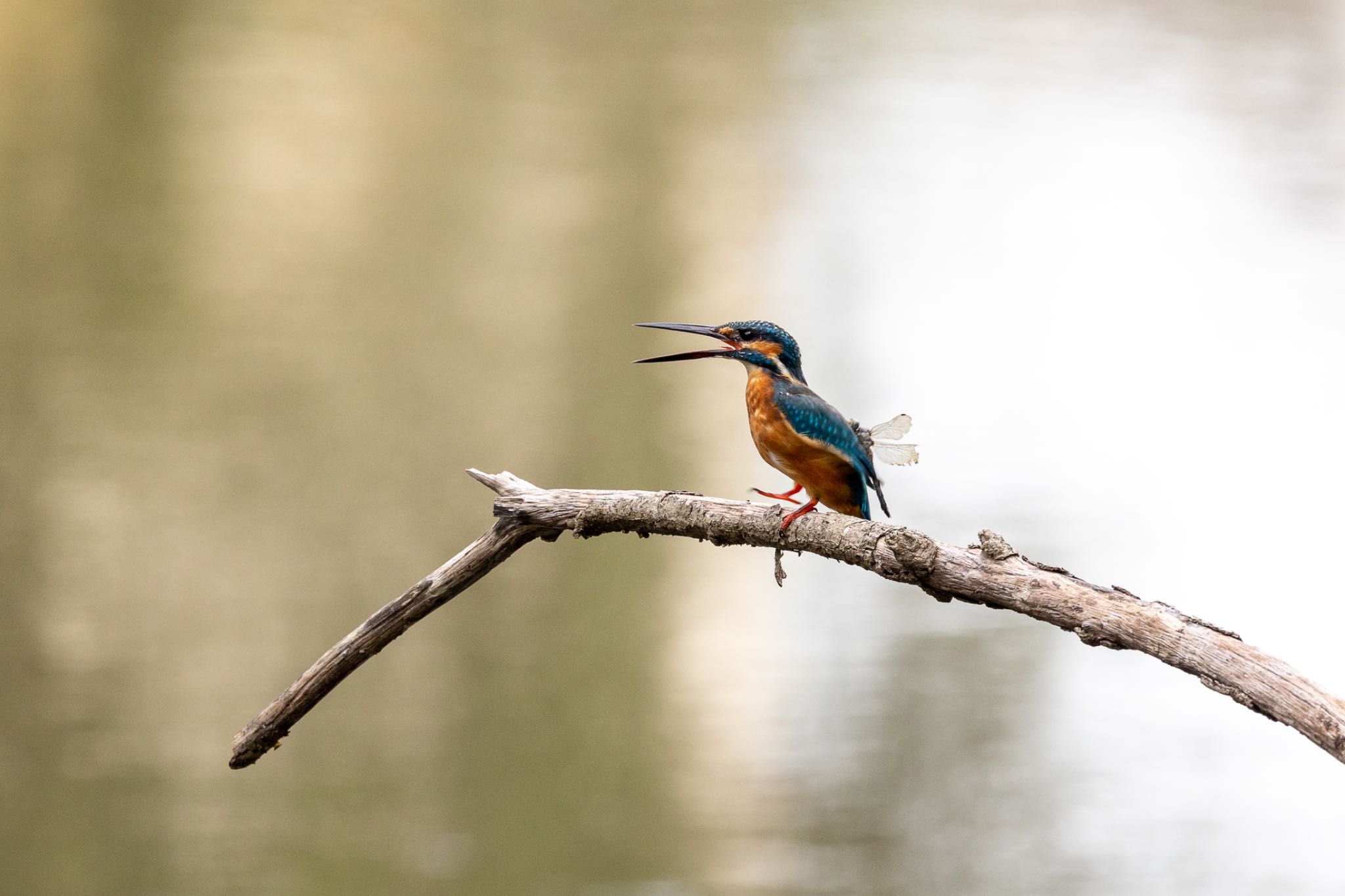 Photo of Common Kingfisher at 横浜市 by 🐦Toshi🐧